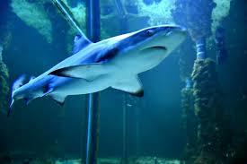 Crikvenicai Akvárium