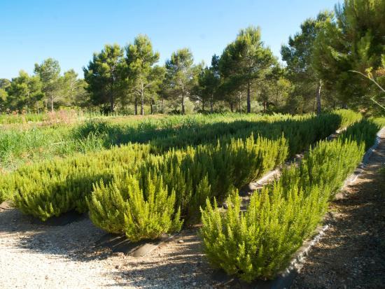 Botanical Garden Ecoherbes Park