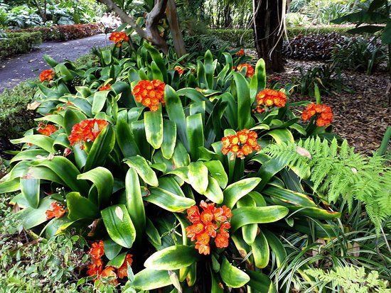 La Orotavai Botanikus Kert