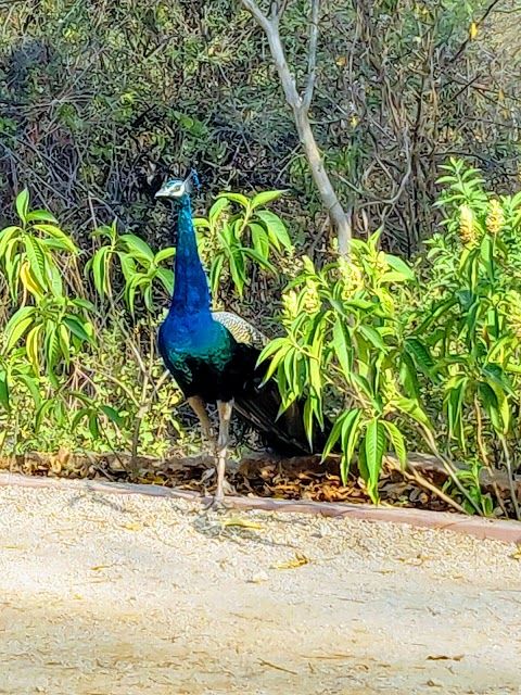 Kasu Brahmananda Reddy Nemzeti Park