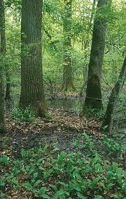 Baktalórántházai Erdő Természetvédelmi Terület