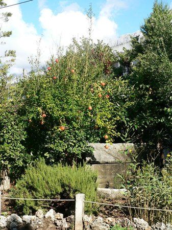 Sea Shell Tengerikagyló-múzeum