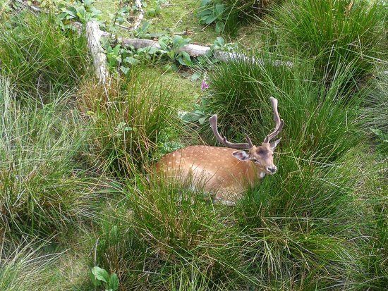 Obora svatý Linhart