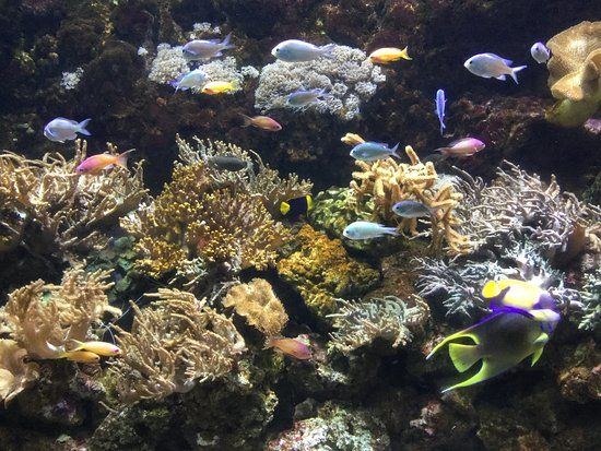 Sea Life Akvárium