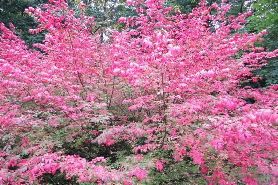 Erdészeti Tud. Intézet Kisérleti Állomás és Arborétum