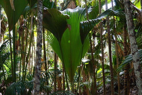 Vallée de Mai természetvédelmi terület