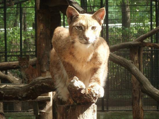 Debreceni Állatkert és Vidámpark