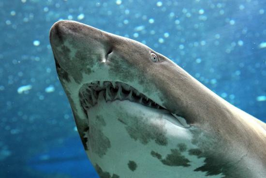 Cretaquarium Akvárium