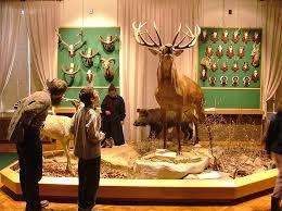 Bakonyi Természettudományi Múzeum