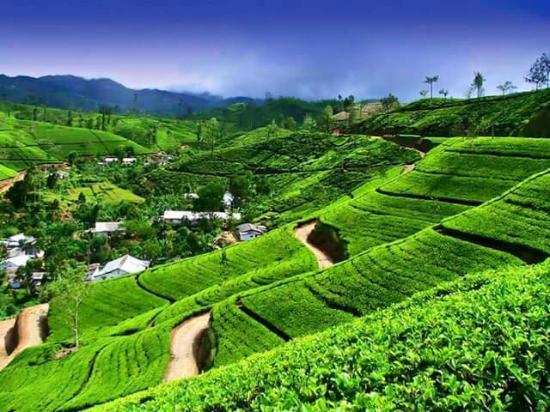 Nuwara Eliya and Tea Country