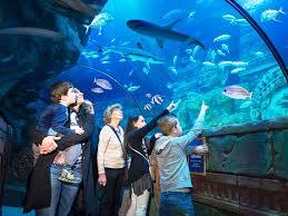 Jesoloi Tengeri Élővilág