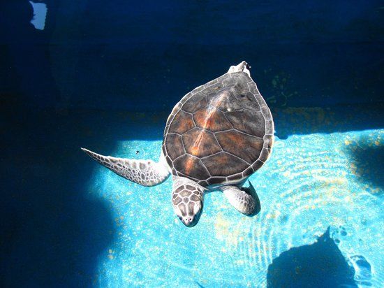 Mexikói Nemzeti Teknőcközpont